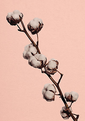 PSD 일러스트 북유럽스타일 사람없음 감성 목화꽃 보테니컬아트 국내일러스트 꽃 컨셉 스타일 파일형식