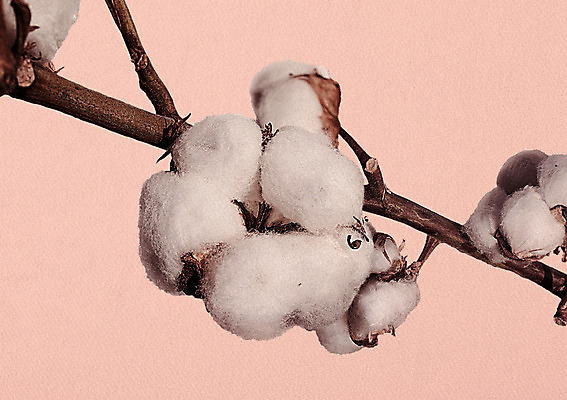 PSD 일러스트 북유럽스타일 사람없음 감성 목화꽃 보테니컬아트 국내일러스트 꽃 컨셉 스타일 파일형식