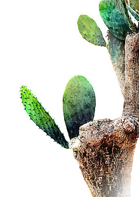 PSD 나무 일러스트 선인장 북유럽스타일 사람없음 감성 보테니컬아트 트로피컬아트 국내일러스트 식물 컨셉 그림 스타일 파일형식