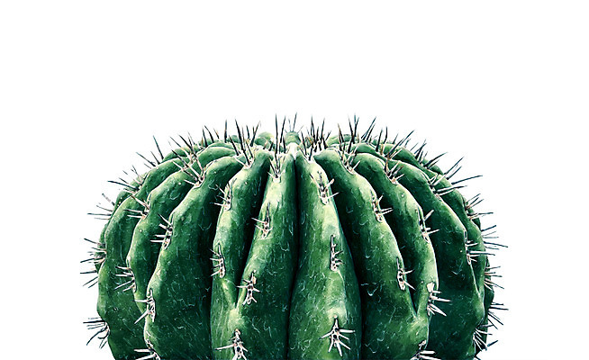 PSD 일러스트 선인장 북유럽스타일 사람없음 감성 보테니컬아트 트로피컬아트 국내일러스트 식물 컨셉 그림 스타일 파일형식