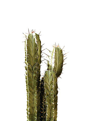 PSD 일러스트 선인장 북유럽스타일 사람없음 감성 보테니컬아트 트로피컬아트 국내일러스트 식물 컨셉 그림 스타일 파일형식