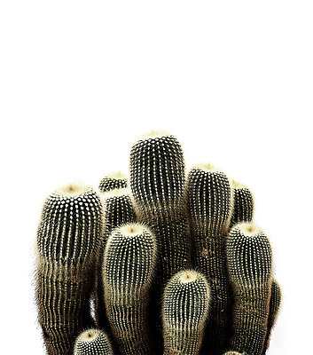 PSD 일러스트 선인장 북유럽스타일 사람없음 감성 보테니컬아트 트로피컬아트 국내일러스트 식물 컨셉 그림 스타일 파일형식