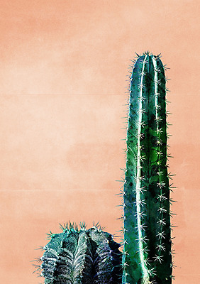 PSD 일러스트 선인장 북유럽스타일 사람없음 감성 보테니컬아트 트로피컬아트 국내일러스트 식물 컨셉 그림 스타일 파일형식