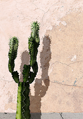 PSD 일러스트 선인장 북유럽스타일 그림자 사람없음 감성 보테니컬아트 트로피컬아트 국내일러스트 식물 컨셉 그림 스타일 파일형식