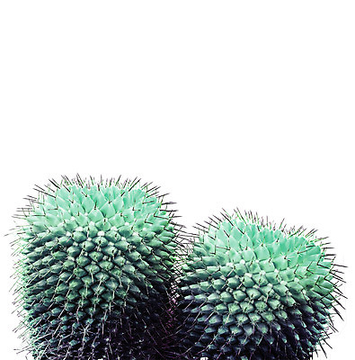 PSD 일러스트 선인장 북유럽스타일 사람없음 감성 보테니컬아트 트로피컬아트 국내일러스트 식물 컨셉 그림 스타일 파일형식