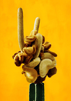 PSD 일러스트 선인장 북유럽스타일 사람없음 감성 보테니컬아트 트로피컬아트 국내일러스트 식물 컨셉 그림 스타일 파일형식