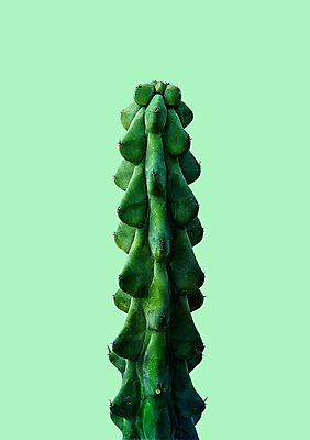 PSD 일러스트 선인장 북유럽스타일 사람없음 감성 보테니컬아트 트로피컬아트 국내일러스트 식물 컨셉 그림 스타일 파일형식