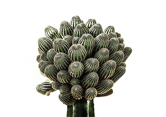 PSD 일러스트 선인장 북유럽스타일 사람없음 감성 보테니컬아트 트로피컬아트 국내일러스트 식물 컨셉 그림 스타일 파일형식