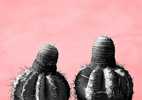 PSD 일러스트 선인장 북유럽스타일 사람없음 감성 보테니컬아트 트로피컬아트 국내일러스트 식물 컨셉 그림 스타일 파일형식