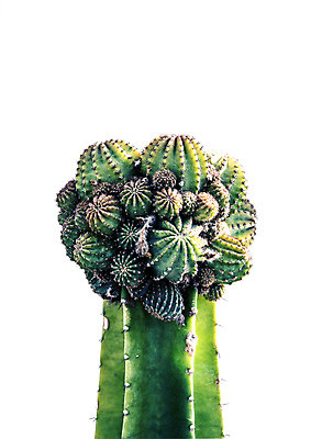 PSD 일러스트 선인장 북유럽스타일 사람없음 감성 보테니컬아트 트로피컬아트 국내일러스트 식물 컨셉 그림 스타일 파일형식