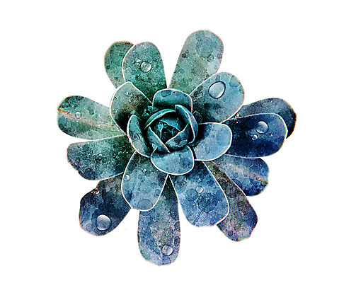 PSD 일러스트 선인장 북유럽스타일 사람없음 이슬 감성 보테니컬아트 트로피컬아트 국내일러스트 식물 컨셉 그림 스타일 파일형식