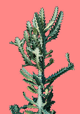 PSD 일러스트 선인장 북유럽스타일 사람없음 감성 보테니컬아트 트로피컬아트 국내일러스트 식물 컨셉 그림 스타일 파일형식