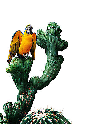 PSD 한마리 일러스트 선인장 북유럽스타일 사람없음 앵무새 감성 보테니컬아트 트로피컬아트 국내일러스트 식물 1 컨셉 조류 그림 스타일 파일형식