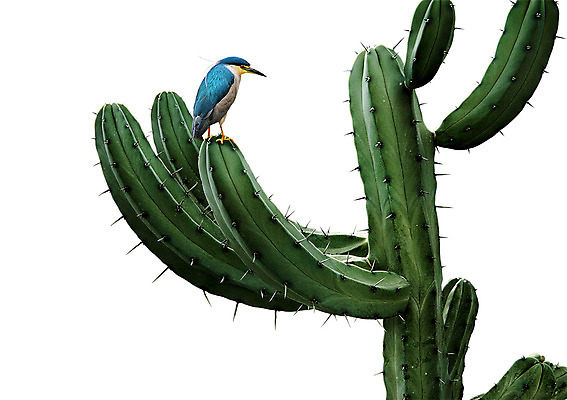 PSD 한마리 일러스트 선인장 북유럽스타일 사람없음 감성 파랑새 보테니컬아트 트로피컬아트 국내일러스트 식물 1 컨셉 조류 그림 스타일 파일형식