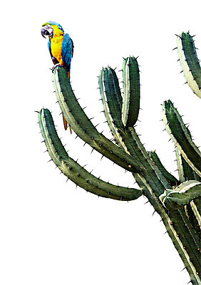 PSD 한마리 일러스트 선인장 북유럽스타일 사람없음 앵무새 감성 보테니컬아트 트로피컬아트 국내일러스트 식물 1 컨셉 조류 그림 스타일 파일형식