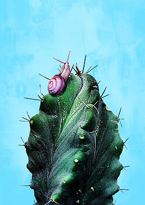 PSD 한마리 일러스트 선인장 북유럽스타일 사람없음 달팽이 감성 보테니컬아트 트로피컬아트 국내일러스트 식물 1 컨셉 연체동물 그림 스타일 파일형식