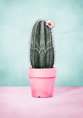 PSD 꽃 화분 일러스트 선인장 북유럽스타일 사람없음 감성 보테니컬아트 트로피컬아트 국내일러스트 식물 컨셉 그림 스타일 파일형식