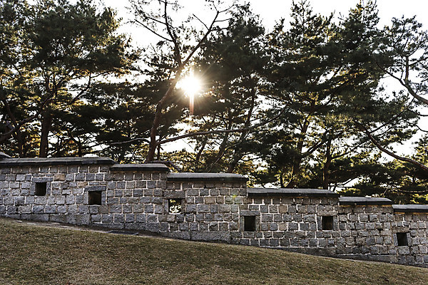 포토 JPG 주간 한국전통 풍경 사람없음 야외 햇빛 세계문화유산 소나무 벽돌담 수원 성곽길 화성시 국내포토 자연요소 나무 전통 길 벽돌 한국 담장 태양 문화재 경기도 파일형식
