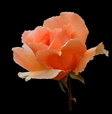 포토 JPG 해외이미지 꽃잎 꽃 클리핑패스 꽃무늬 오렌지 발렌타인데이 나선형 사랑 사람없음 장미 검은색 고립 해외202004 해외포토 식물 감정 컬러 무늬 과일 데이이벤트 파일형식 이미지허브