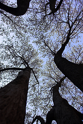 포토 JPG 해외이미지 나무 전통 응시 꽃 지구 잎 자연 지붕 휴가 사람없음 야외 목재 초록색 여름 파란색 빛 청춘 농장 환경 침묵 봄 덮개 벚꽃 나뭇가지 시골 신선 고독 숲 땅 장면 천국 완전 해외202004 해외포토 식물 시선 계절 감정 컬러 컨셉 농업 재료 소리 뚜껑 생태계 파일형식 이미지허브