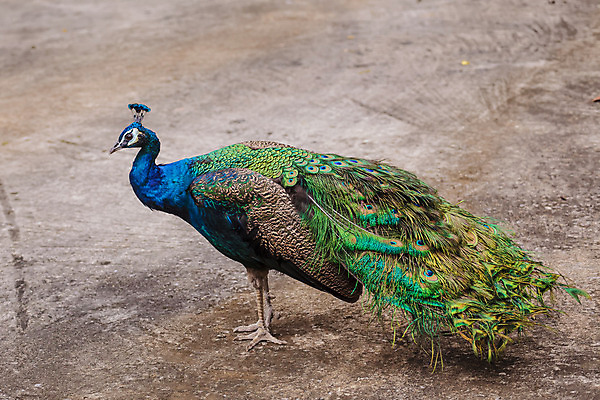 포토 JPG 해외이미지 동물 공원 남자 야생동물 백그라운드 자연 조류 왕관 동물원 사람없음 옆모습 초록색 파란색 머리 걷기 활발 흰색 우아함 공작 깃털 오브젝트 싱글 꼬리 부리 새장 목 해외202004 해외포토 공공시설 뷰포인트 컬러 컨셉 모션 사람 신체부위 생태계 케이지 파일형식 이미지허브