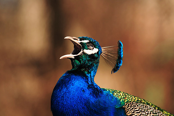 포토 JPG 해외이미지 동물 야생동물 노래 자연 조류 동물원 사람없음 외침 공작 울음 깃털 부리 동물상 비명 해외202004 해외포토 음악 표정 조형물 소리 생태계 파일형식 이미지허브