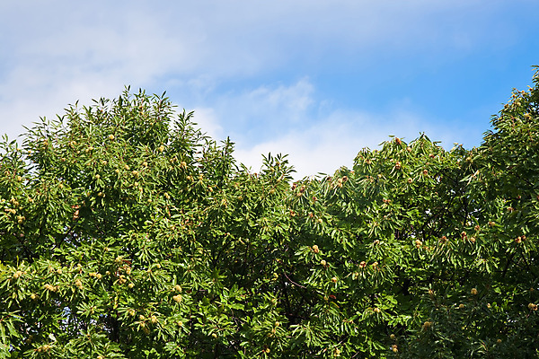 포토 JPG 해외이미지 나무 식물 구름 계절 공원 음식 백그라운드 낙엽 잎 패턴 과일 자연 하늘 풍경 사람없음 목재 초록색 여름 파란색 빛 컬러풀 햇빛 태양 갈색 이탈리아 껍질 가을 나뭇가지 숲 유기농 장면 10월 내추럴 해외202004 해외포토 자연요소 웰빙 공공시설 유럽 컬러 무늬 재료 날짜 생태계 파일형식 이미지허브