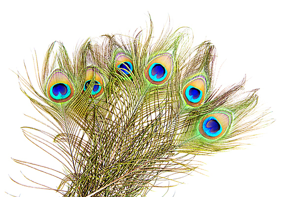 포토 JPG 해외이미지 동물 꽃다발 백그라운드 패턴 자연 조류 추상 사람없음 장식 초록색 파란색 빛 쌓기 흰색 황금 닫기 공작 다발 깃털 묘사 질감 날카로움 솜털 흙더미 내추럴 강렬 고립 터키석 많음 해외202004 해외포토 꽃 컬러 컨셉 무늬 모션 흙 보석 생태계 파일형식 더미 이미지허브