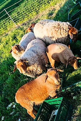 포토 JPG 해외이미지 동물 밭 농업 포유류 자연 털 사람없음 야외 초록색 농장 농경지 갈색 환경 가축 봄 목장 흰색 농촌 시골 양 군중 방목 먹기 양고기 건강식 내추럴 외양간 양모 기르기 밭일 수유 양털 제어 찰과상 해외202004 해외포토 계절 산업 음식 컬러 모션 육류 사람 직물 축산업 상처 생태계 돌봄 파일형식 이미지허브