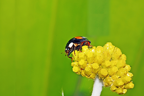 포토 JPG 해외이미지 식물 곤충 백그라운드 잎 자연 사람없음 빨간색 초록색 환경 검은색 봄 흰색 딱정벌레 무당벌레 해외202004 해외포토 동물 계절 컬러 생태계 파일형식 이미지허브