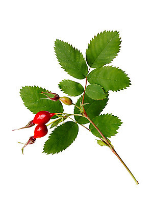 포토 JPG 해외이미지 식물 잎 과일 건강 사람없음 빨간색 흰색 나뭇가지 유기농 내추럴 고립 숙성 해외202004 해외포토 나무 웰빙 컬러 파일형식 이미지허브