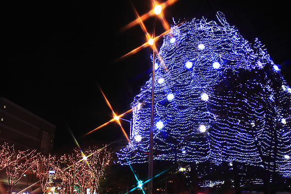 포토 JPG 해외이미지 나무 공원 겨울 조명 사람없음 빛 일본 야간 주도 해외202004 해외포토 자연요소 식물 계절 공공시설 아시아 예절 파일형식 이미지허브