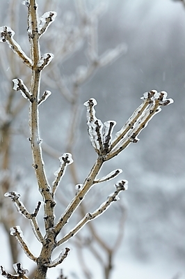 포토 JPG 해외이미지 나무 공원 백그라운드 크리스마스 겨울 부분 자연 날씨 사람없음 야외 환경 냉동 얼음 추위 흰색 나뭇가지 신선 닫기 보호 정상 숲 시원함 순수 묘사 서리 내추럴 벌거벗은 눈내림 해외202004 해외포토 자연요소 식물 계절 공공시설 기념일 컬러 컨셉 모션 눈_날씨 생태계 파일형식 이미지허브