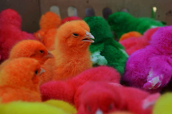 포토 JPG 해외이미지 오렌지 부활절 병아리 사람없음 컬러풀 노란색 보라색 치킨 아기 특별함 해외202004 해외포토 기념일 컬러 컨셉 과일 조류 사람 닭고기요리 파일형식 이미지허브