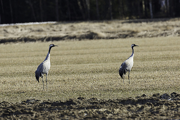 포토 JPG 해외이미지 동물 밭 조류 사람없음 농경지 쌍 기중기 세련 해외202004 해외포토 농업 농장 중장비 파일형식 이미지허브