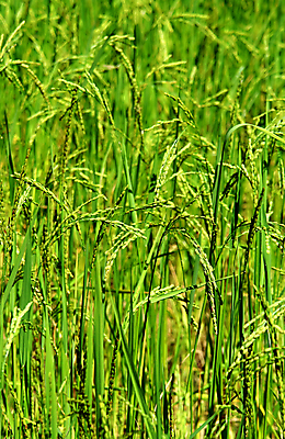 포토 JPG 해외이미지 식물 전통 아시아 문화 음식 백그라운드 패턴 농업 자연 밥 씨앗 동양인 풍경 사람없음 초록색 농작물 햇빛 농장 농경지 노란색 환경 젖음 수확 성장 시골 낟알 땅 시리얼 먹기 유기농 질감 장면 산악지대 광합성 논밭 생태학 채식주의자 해외202004 해외포토 웰빙 교육 나라 산업 컬러 무늬 밭 모션 산 논 인종 태양 생태계 채식 파일형식 이미지허브