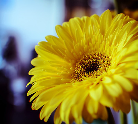 포토 JPG 해외이미지 식물 디자인 계절 꽃잎 꽃 백그라운드 꽃무늬 자연 휴가 선물 사람없음 초록색 물 컬러풀 노란색 정원 봄 활발 성장 벚꽃 신선 개화 닫기 떨어짐 묘사 싱글 데이지 거베라 내추럴 고립 해외202004 해외포토 자연요소 컬러 컨셉 무늬 모션 생태계 파일형식 이미지허브