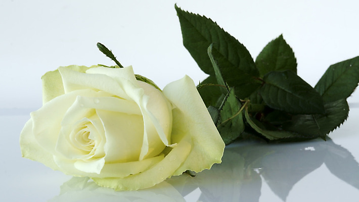 포토 JPG 해외이미지 식물 꽃잎 꽃 줄기 잎 자연 사랑 사람없음 옆모습 초록색 장미 흰색 유기농 원예 내추럴 해외202004 해외포토 웰빙 감정 뷰포인트 컬러 취미 생태계 파일형식 이미지허브