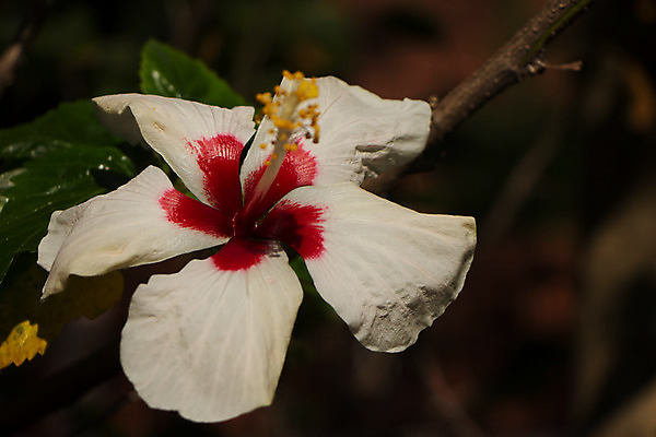 포토 JPG 해외이미지 식물 꽃 백그라운드 잎 꽃무늬 자연 사람없음 빨간색 초록색 정원 벚꽃 흰색 닫기 이국적 히비스커스 해외202004 해외포토 컬러 무늬 모션 생태계 파일형식 이미지허브