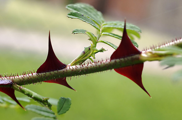 포토 JPG 해외이미지 식물 줄기 분홍색 잎 자연 사람없음 장미 가시 수비 날카로움 해외202004 해외포토 꽃 컬러 모션 생태계 파일형식 이미지허브