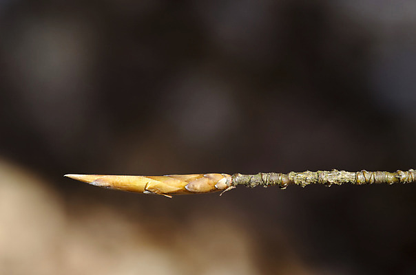 포토 JPG 해외이미지 나무 식물 계절 컨셉 낙엽 잎 오렌지 자연 열쇠 새로움 사람없음 목재 빨간색 초록색 갈색 검은색 희망 봄 펼침 껍질 나뭇가지 신선 시간 숲 묘사 시작 날카로움 얇은 접기 해외202004 해외포토 감정 컬러 과일 재료 모션 생태계 파일형식 이미지허브