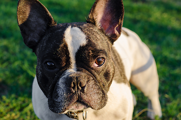 포토 JPG 해외이미지 동물 백그라운드 장난 포유류 웃음 앉기 사람없음 야외 반려동물 검은색 흰색 닫기 개 강아지 테리어 귀 송곳니 섞기 유래 해외202004 해외포토 컬러 모션 표정 신체부위 치아 파일형식 이미지허브