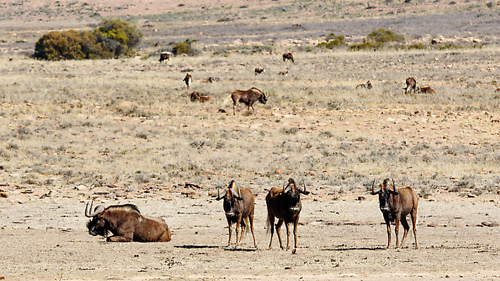 포토 JPG 해외이미지 동물 1 공원 야생동물 여행 2 포유류 아프리카 자연 뿔 서기 사람없음 야외 초록색 파란색 갈색 검은색 게임 흰색 쌍 황무지 사파리 싱글 꼬리 영양 갈기 케냐 서식지 남쪽 내추럴 마사이족 사바나 해외202004 해외포토 공공시설 나라 컬러 모션 놀이 방향 생태계 파일형식 이미지허브