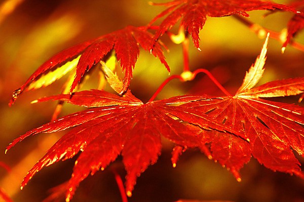 포토 JPG 해외이미지 나무 식물 계절 공원 백그라운드 잎 오렌지 자연 풍경 사람없음 야외 빨간색 초록색 여름 빛 컬러풀 갈색 노란색 평화 환경 정원 가을 나뭇가지 신선 황금 숲 장면 10월 내추럴 해외202004 해외포토 공공시설 컬러 컨셉 과일 날짜 생태계 파일형식 이미지허브