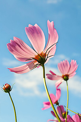 포토 JPG 해외이미지 식물 디자인 계절 꽃 분홍색 백그라운드 꽃무늬 패턴 밭 자연 하늘 프레임 미술 풍경 사람없음 장식 여름 정원 보라색 봄 흰색 인사 신선 닫기 만족 엽서 장면 고립 해외202004 해외포토 감정 컬러 무늬 농업 모션 문화예술 예절 편지 생태계 파일형식 이미지허브