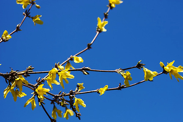 포토 JPG 해외이미지 나무 식물 계절 꽃잎 꽃 백그라운드 꽃무늬 자연 하늘 추상 사람없음 야외 파란색 노란색 정원 봄 활발 성장 벚꽃 나뭇가지 개화 관목 속도 향기 화단 내추럴 세련 해외202004 해외포토 컬러 컨셉 무늬 생태계 냄새 파일형식 이미지허브