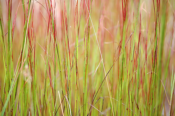 포토 JPG 해외이미지 식물 디자인 계절 백그라운드 잎 밭 자연 사람없음 빨간색 초록색 환경 정원 봄 성장 신선 내추럴 해외202004 해외포토 컬러 농업 생태계 파일형식 이미지허브