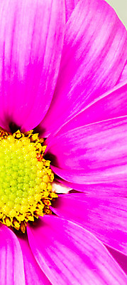 포토 JPG 해외이미지 스튜디오촬영 식물 구름 계절 꽃잎 꽃 꽃다발 백그라운드 잎 꽃무늬 패턴 밭 자연 사람없음 야외 노란색 머리 환경 정원 봄 활발 성장 벚꽃 신선 개화 재산 오브젝트 데이지 심플 장면 꽃가루 고립 평야 해외202004 해외포토 자연요소 컬러 컨셉 무늬 농업 실내 신체부위 금융 가루 생태계 파일형식 이미지허브