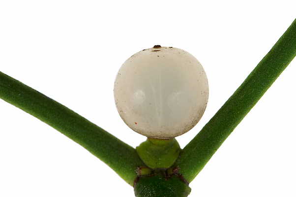 포토 JPG 해외이미지 식물 전통 계절 열매 잎 크리스마스 겨울 휴가 매달리기 사랑 사람없음 장식 초록색 흰색 나뭇가지 12월 다발 허브 심볼 고립 해외202004 해외포토 나무 기념일 감정 컬러 모션 날짜 파일형식 이미지허브