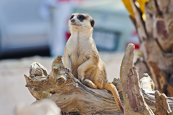 포토 JPG 해외이미지 동물 응시 남자 지구 포즈 포유류 아프리카 자연 엄마 생물 서기 경비 사람없음 사막 입 보호 작음 검색 육식동물 주둥이 남쪽 경보 남아프리카 미어캣 생태학 칼라하리 해외202004 해외포토 시선 교육 나라 컨셉 가족 모션 안전 사람 신체부위 크기 방향 생태계 파일형식 이미지허브